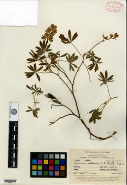 Lupinus colombiensis image
