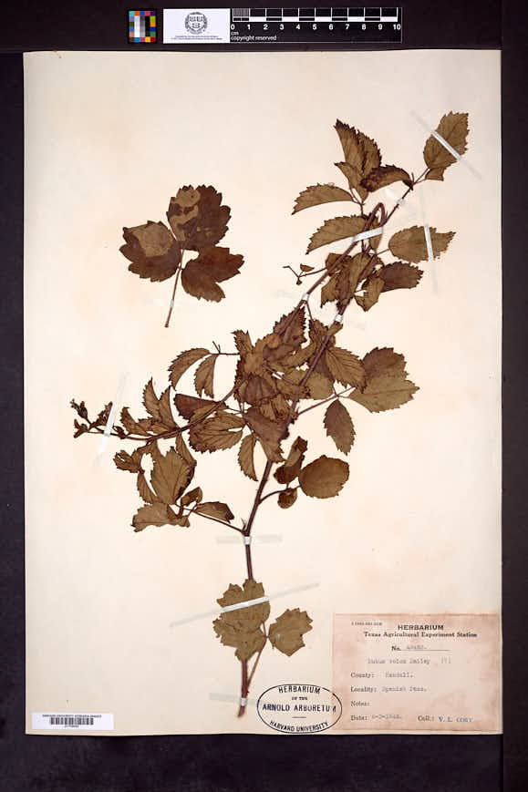 Rubus velox image