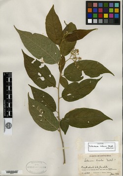 Solanum celsum image