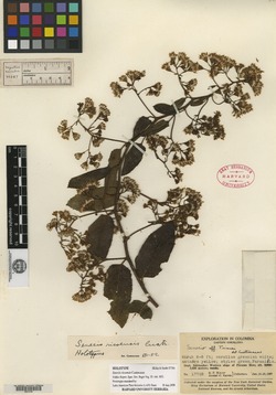 Pentacalia ricoensis image