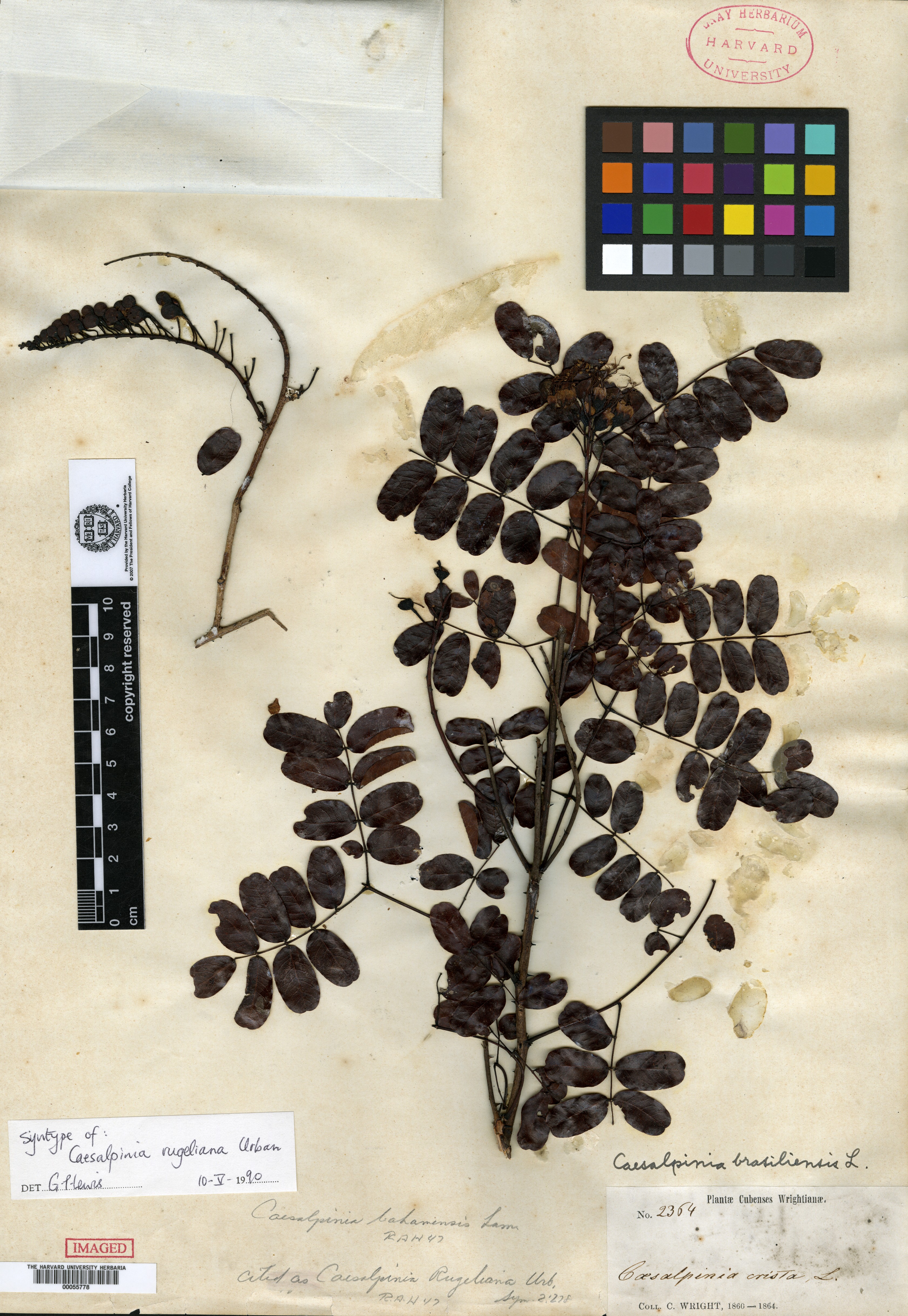 Caesalpinia bahamensis image