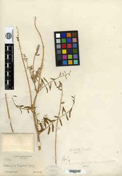 Astragalus piscinus image