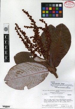 Diacidia glaucifolia image