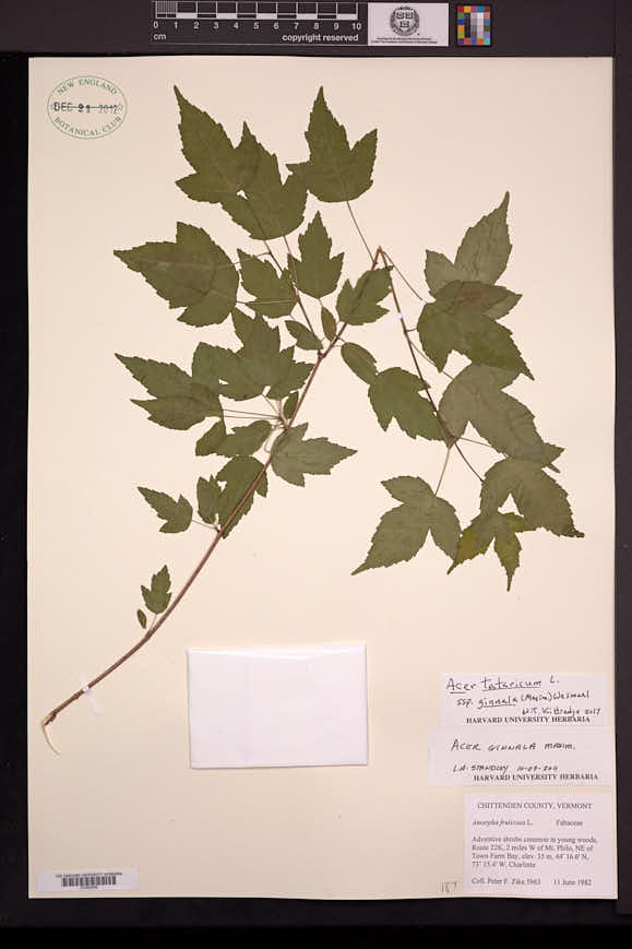 Euonymus sachalinensis image