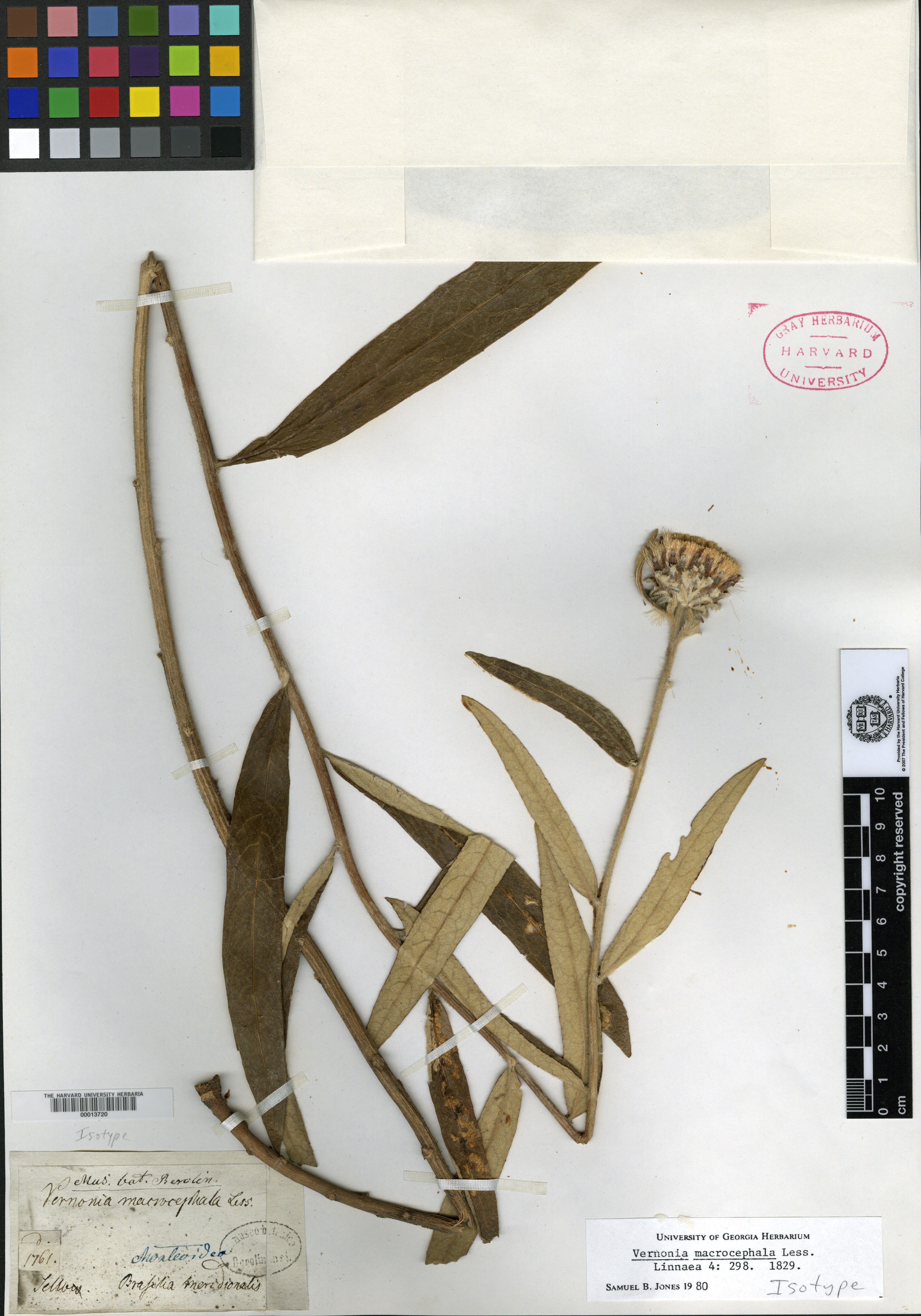 Vernonia macrocephala image