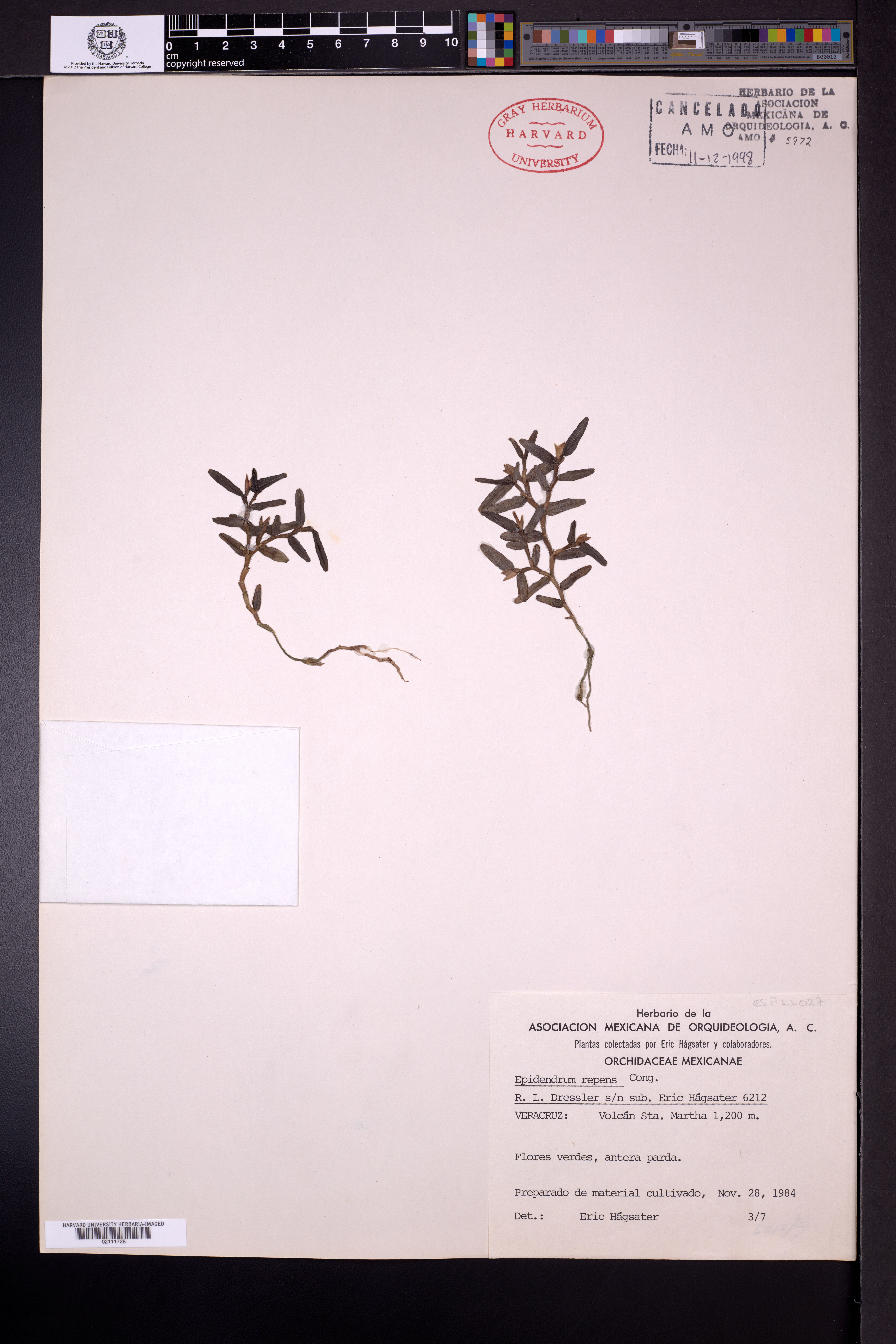 Epidendrum repens image