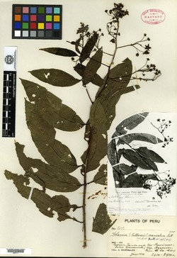 Solanum manicatum image