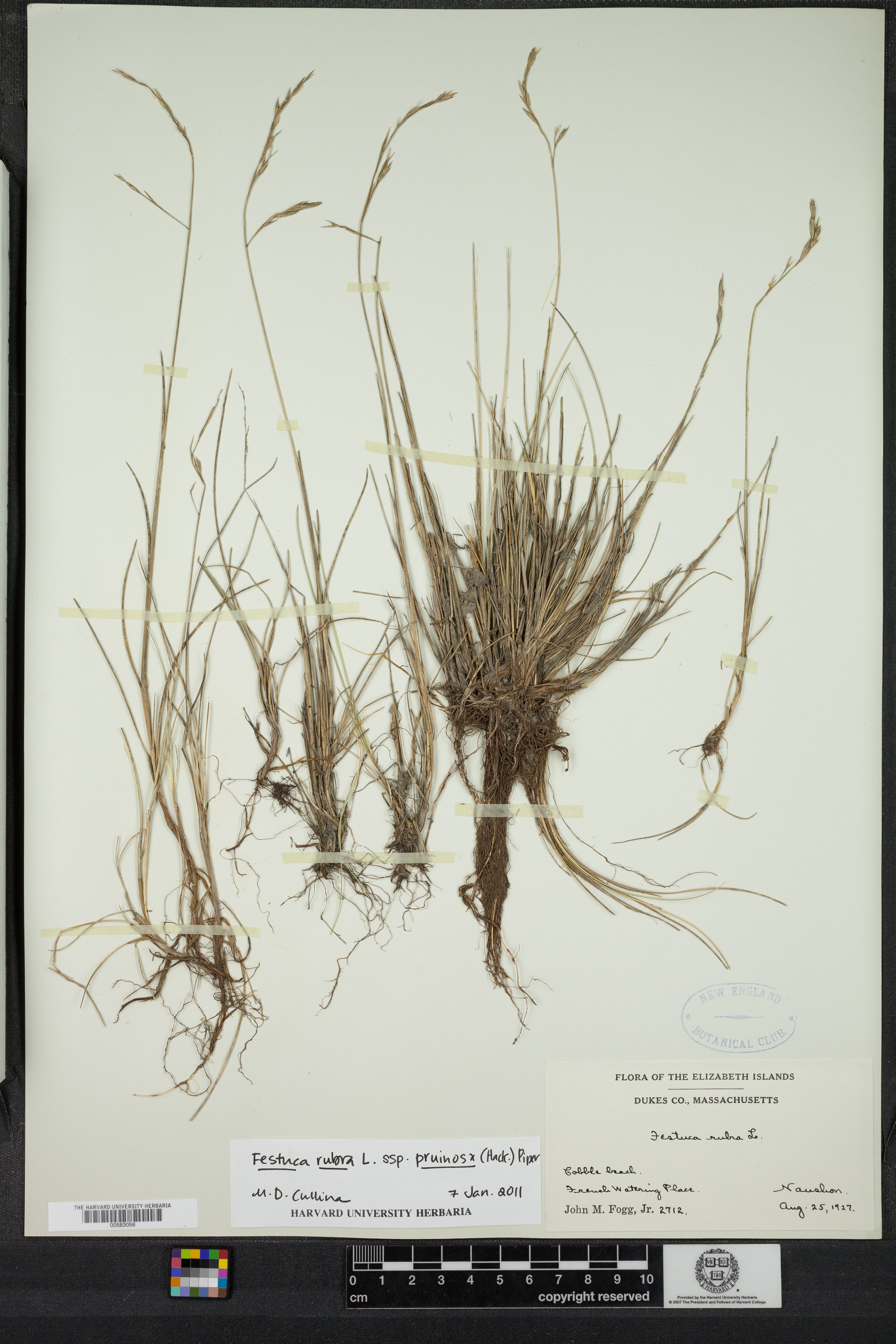 Festuca rubra subsp. pruinosa image