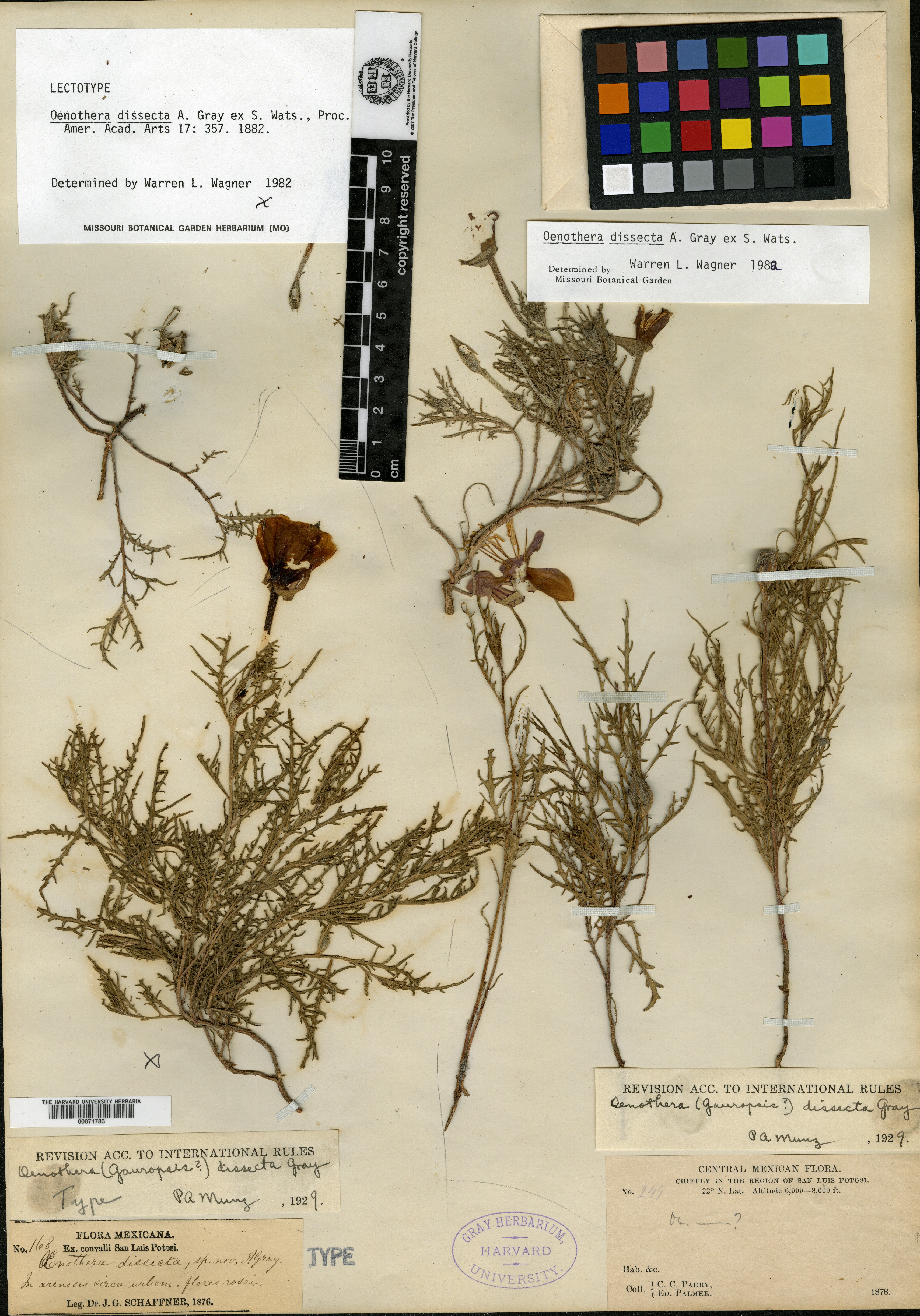 Oenothera dissecta image