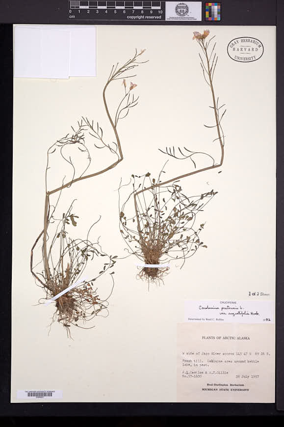 Cardamine pratensis var. angustifolia image