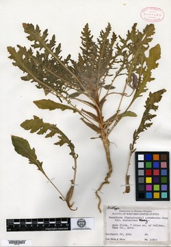 Oenothera primiveris image