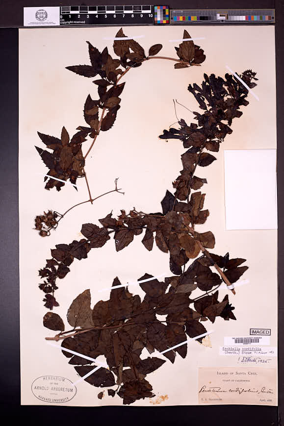 Keckiella cordifolia image