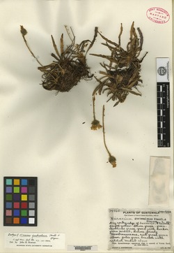 Hieracium guatemalense image