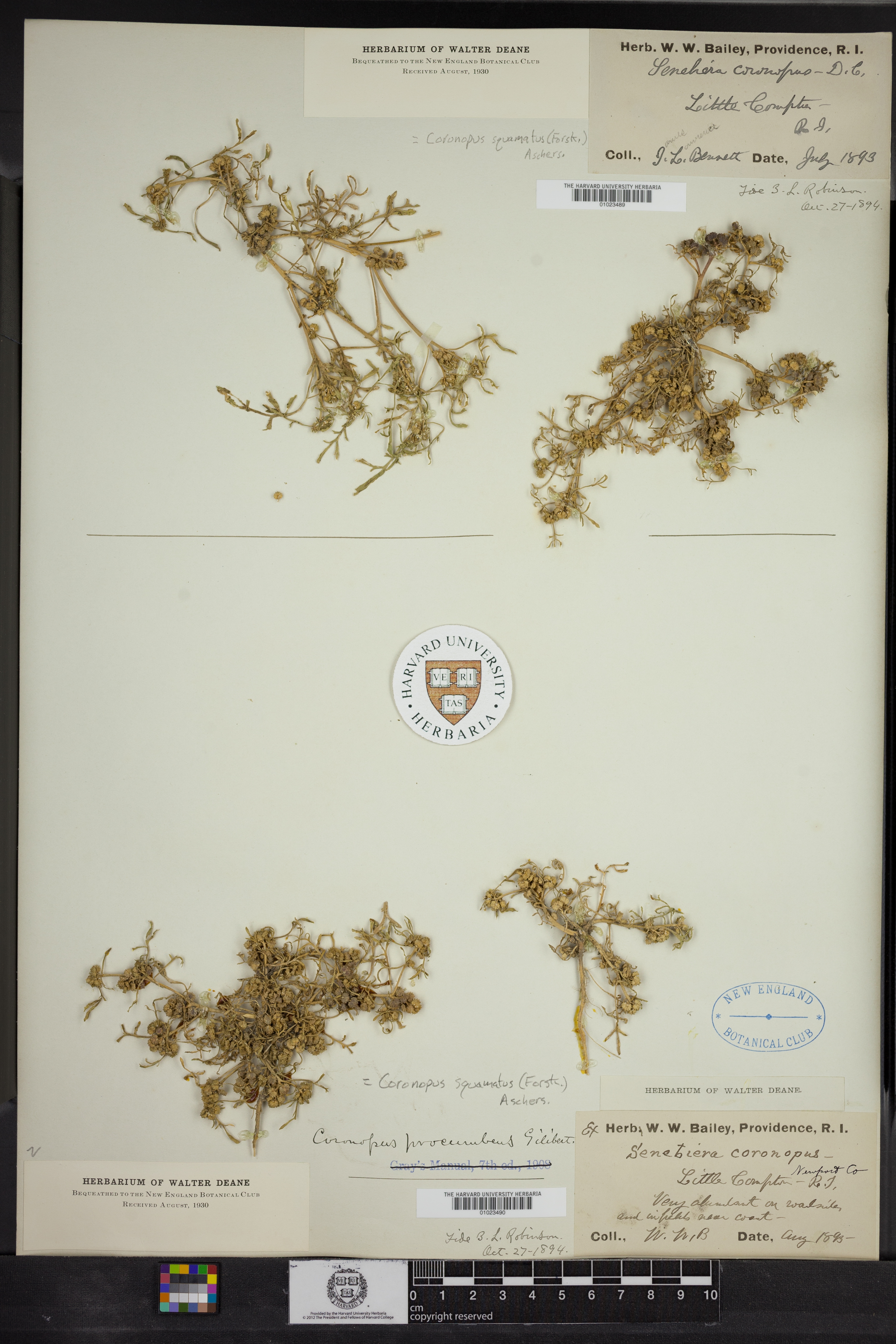 Lepidium coronopus image