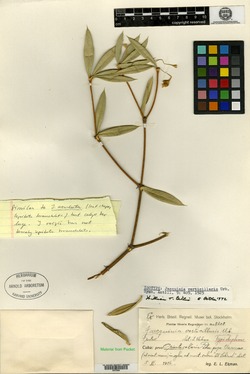 Jacquinia aculeata image