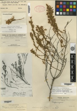 Addisonia virgata image