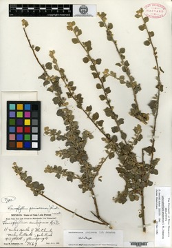 Leucophyllum pruinosum image