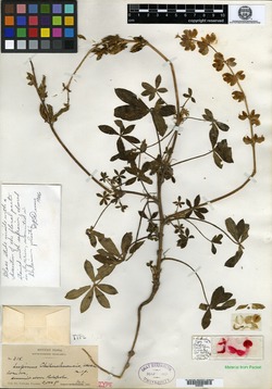 Lupinus chihuahuensis image