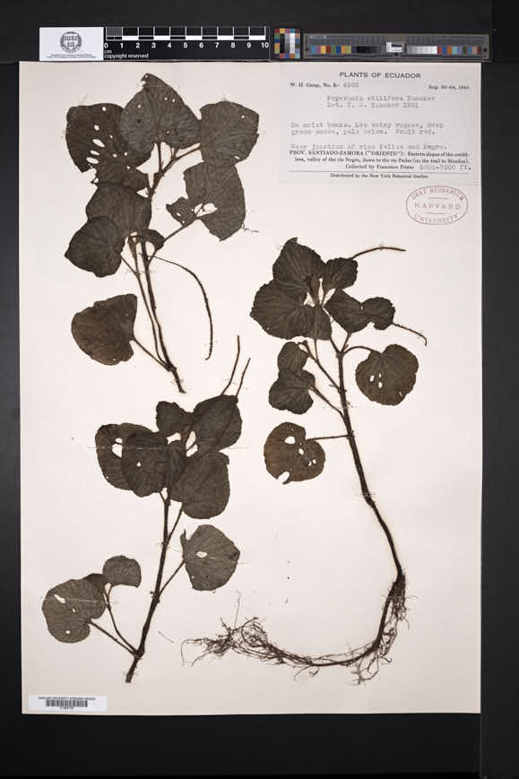 Peperomia syringifolia image