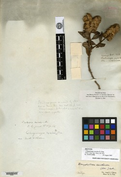 Dasyphyllum excelsum image