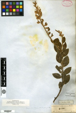 Lupinus arenarius image