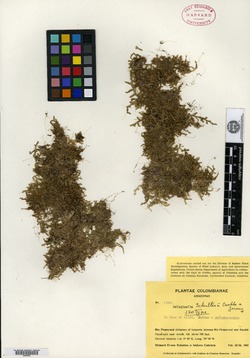 Selaginella schultesii image