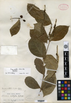 Rinorea ovalifolia image