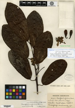 Passiflora hahnii image