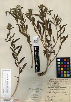 Lithospermum pringlei image