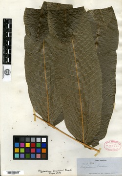 Polypodium fendleri image