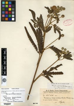 Mimosa peduncularis image