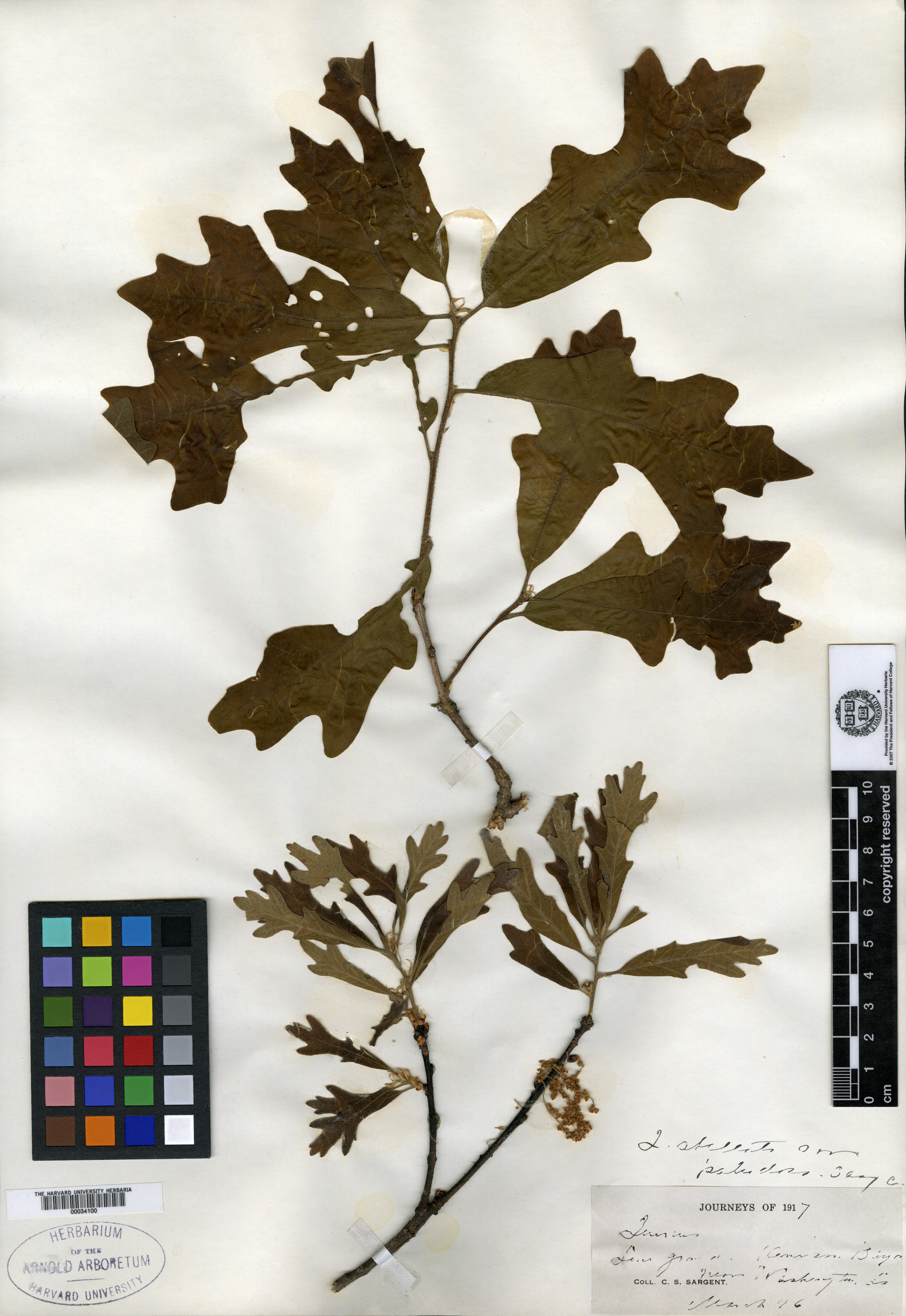 Quercus stellata var. paludosa image