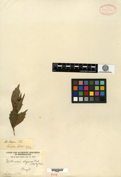 Mollinedia lowtheriana image