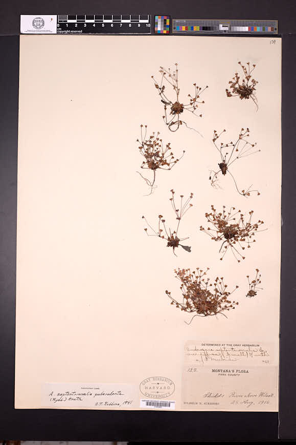 Androsace septentrionalis subsp. puberulenta image