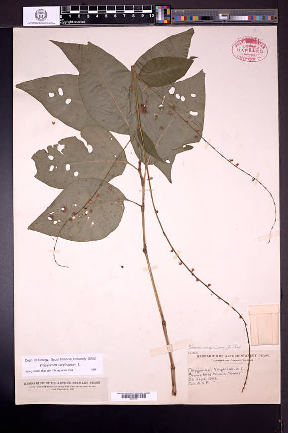 Antenoron virginianum image