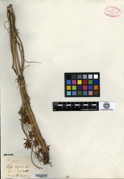 Cyperus setigerus image
