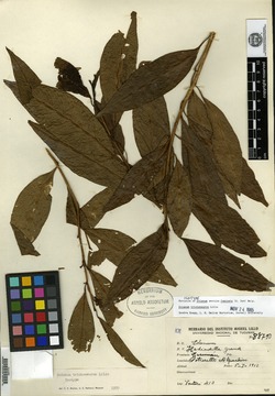 Solanum trichoneuron image