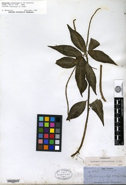 Peperomia fragrans image