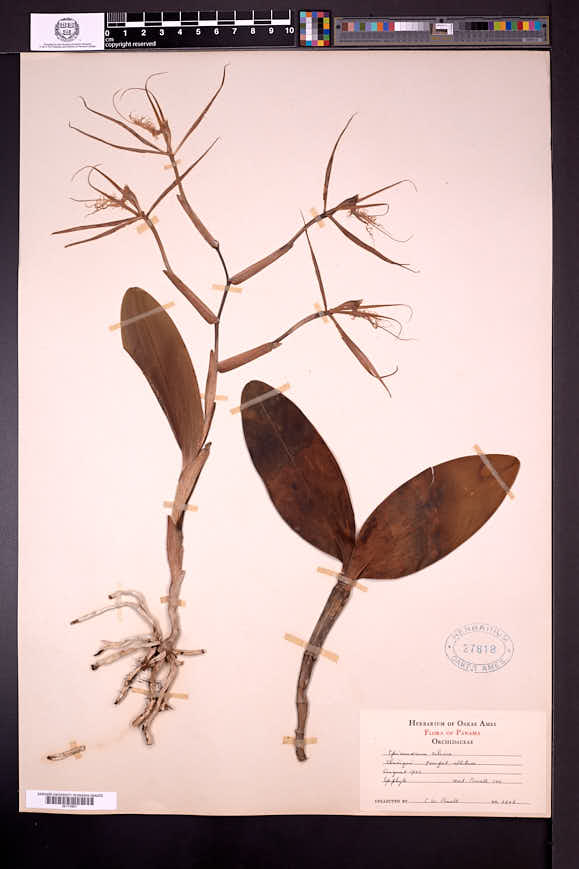 Epidendrum ciliare image