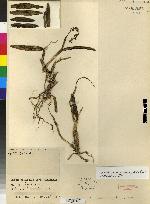 Epidendrum cystosum image