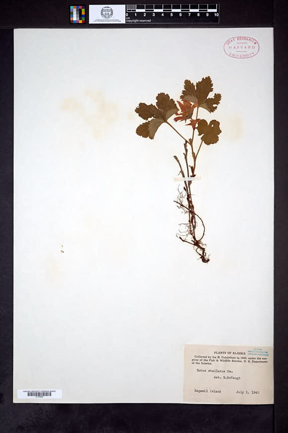 Rubus stellatus image