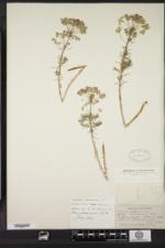 Euphorbia cyparissias image