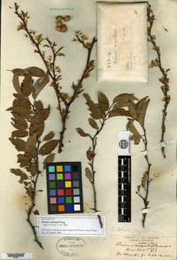 Prunus angustifolia var. watsonii image