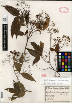 Mauria thaumatophylla image