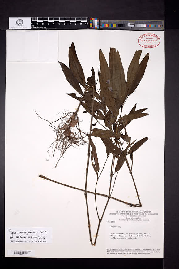 Piper consanguineum image