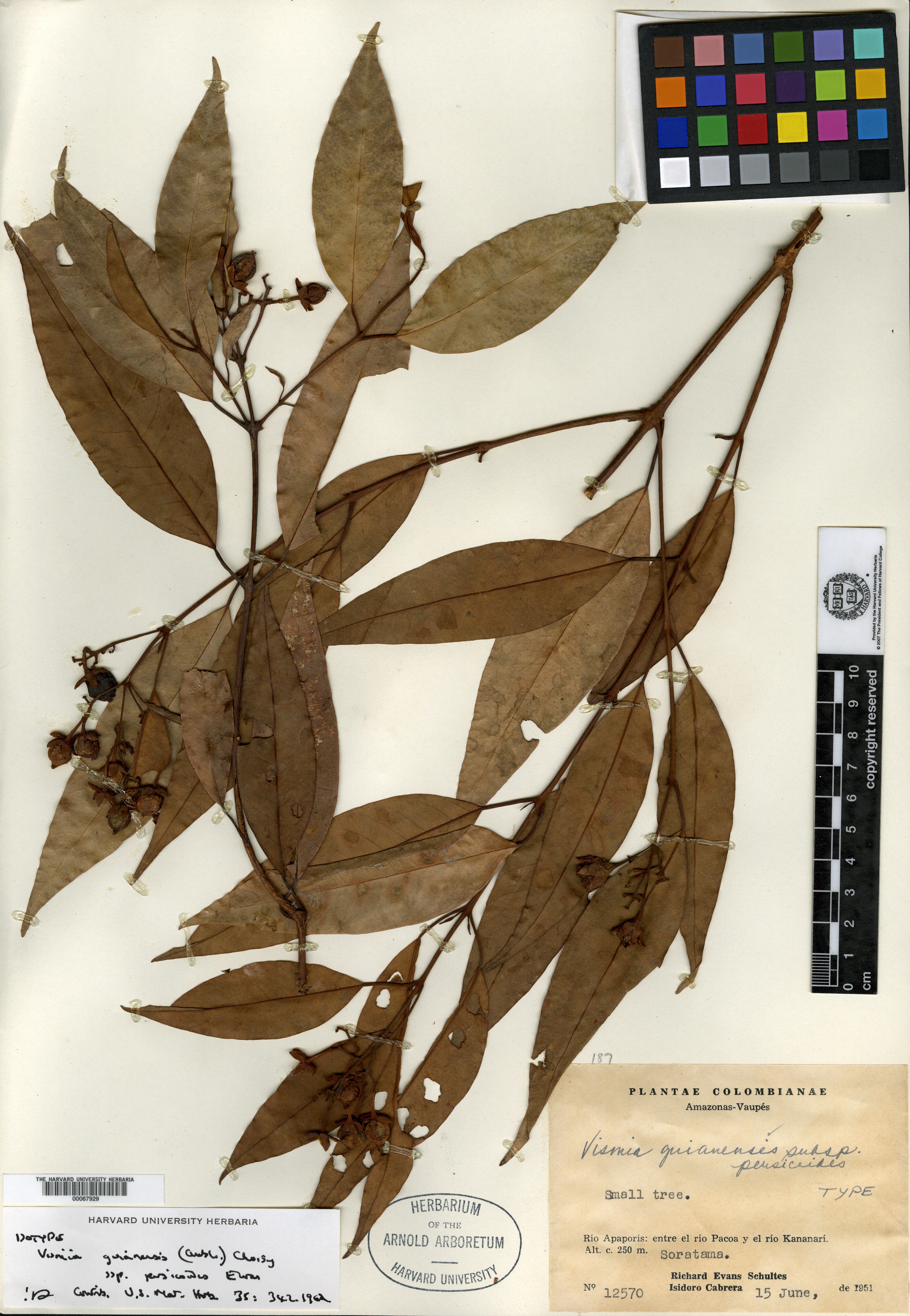 Hypnaceae image