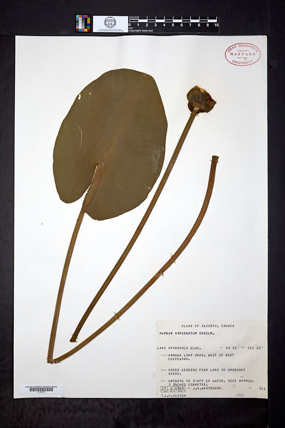 Nuphar variegata image