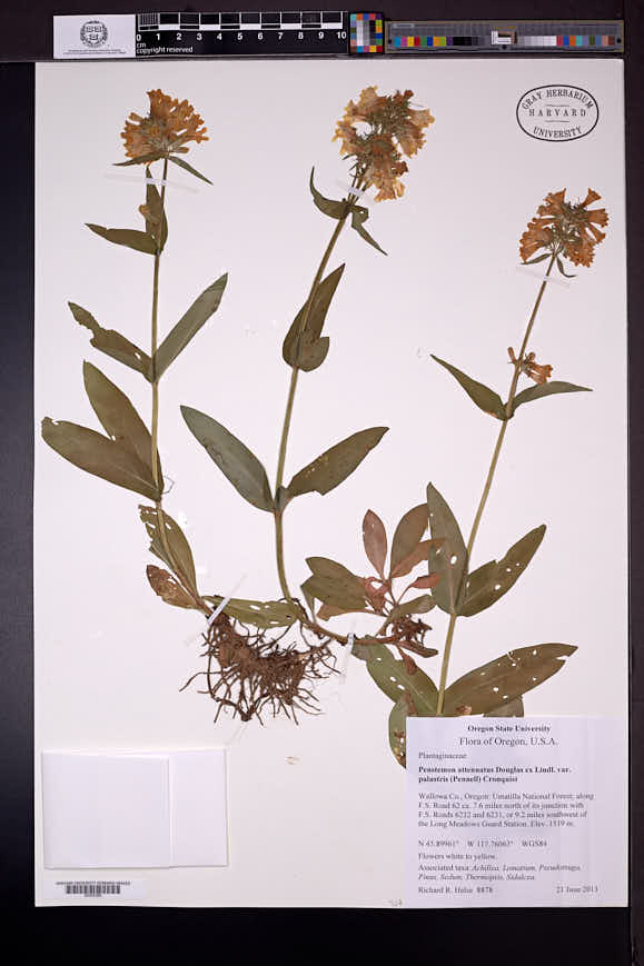 Penstemon attenuatus var. palustris image