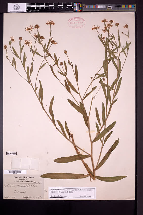 Boltonia montana image
