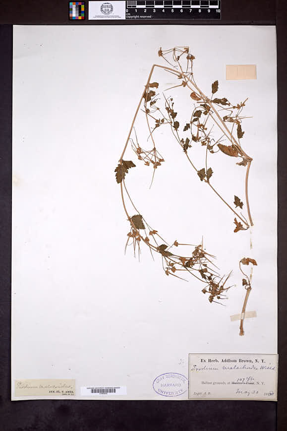 Erodium malacoides image